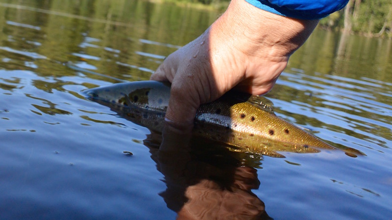 Trout 150821 deset trout release