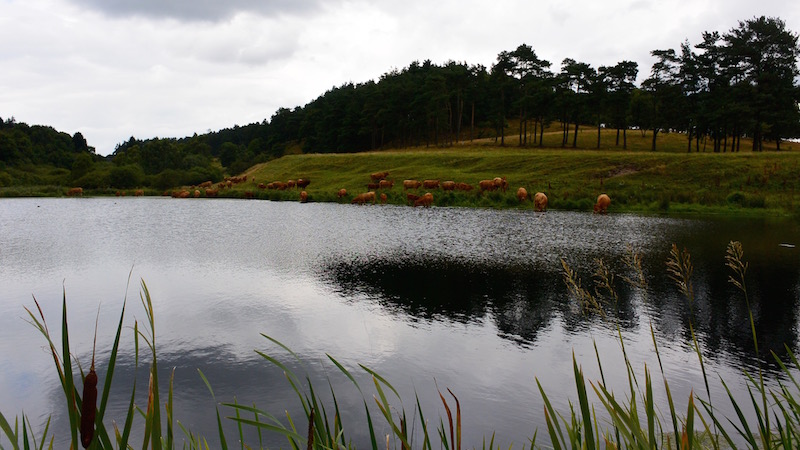 Køer 150825 milldam cows