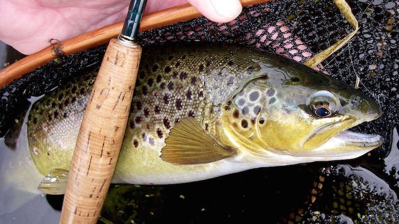 Bækørred 150825 milldam trout