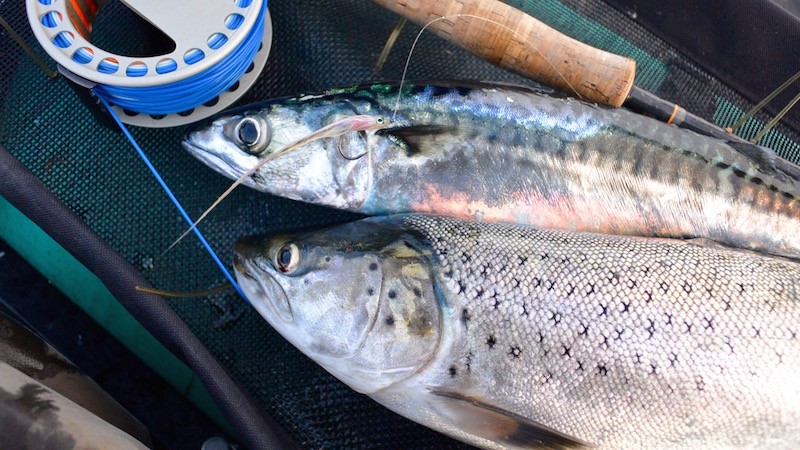 150830 steensgaarde trout makrel