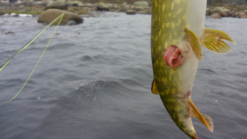 Skarvbidt gedde 151017 torsteberge gedde skarv