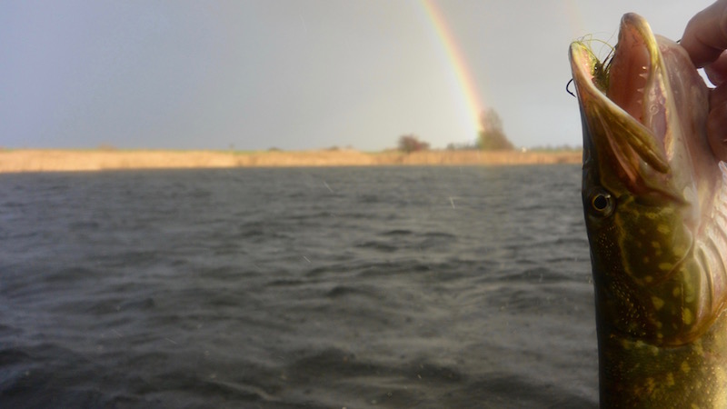 151113 brakvand sealand