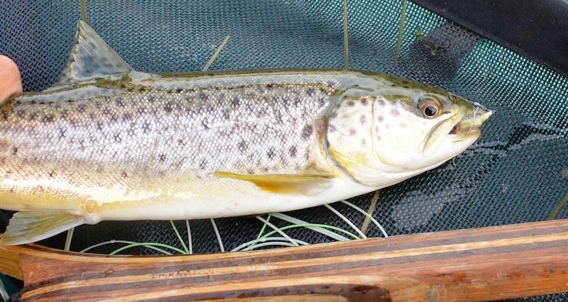 Nedgænger ørred 151220 horsens fjord gydt