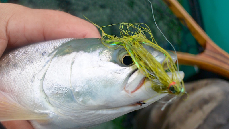 seatrout 151222 fjellerup x streamer trout