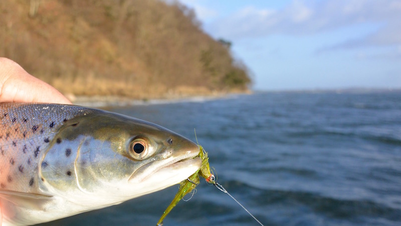 seatrout 151225 vosnaes trout