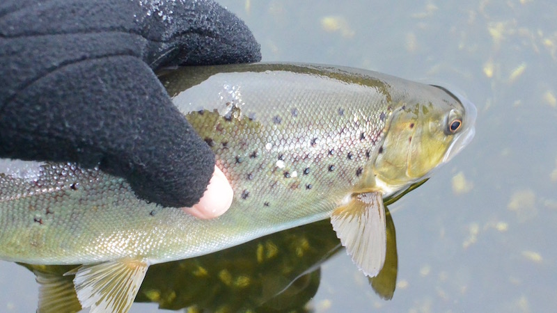 Fjordørred 151231 mf ornedal crtrout