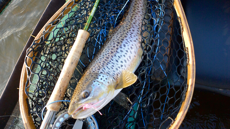 Havørred fra Randers Fjord 160309 bredningen seatrout