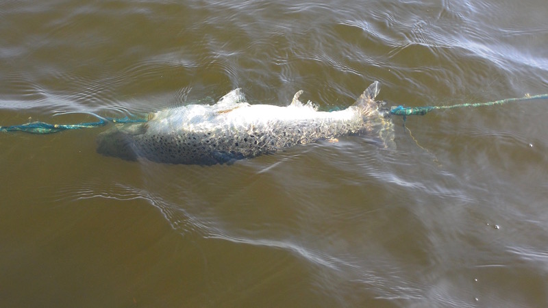 Ørred i garn 160318 Bode Randers fjord trout garn