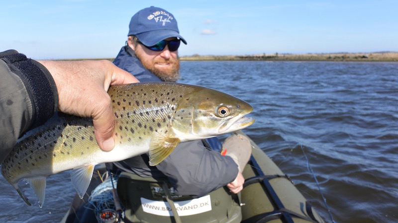 Ørred fra Randers Fjord 160319 guide kanal kent hl seatrout