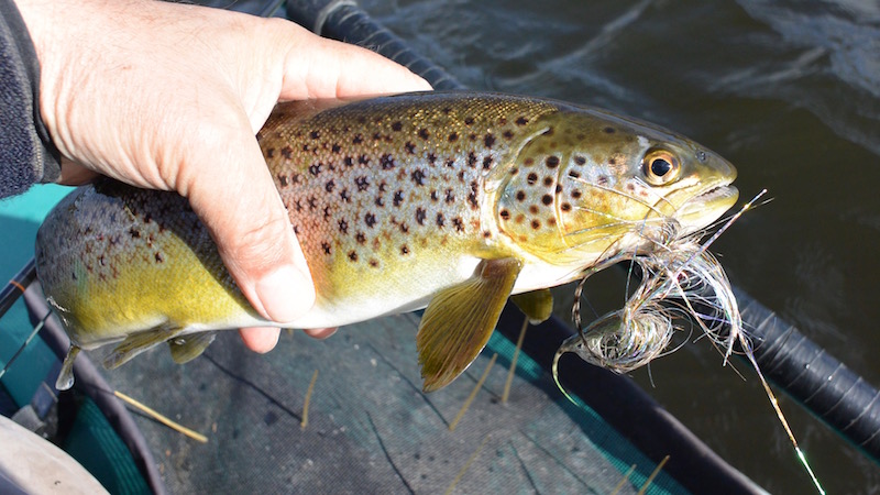 160320 kgsbro ans trout