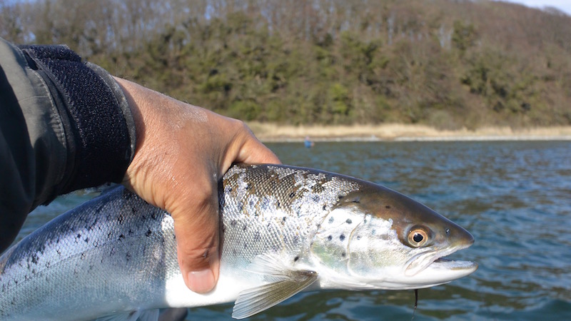 160414 vosnaes trout
