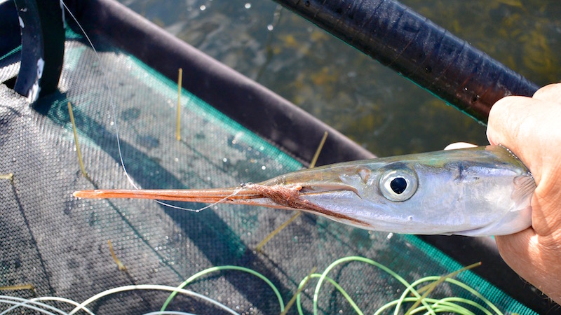 Hornfisk på flue 160423 udbyhoj horn