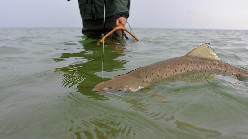 160430 samsoe sestrout