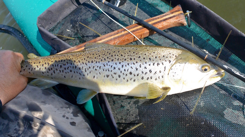 Havørred 160507 Hadsund nord seatrout
