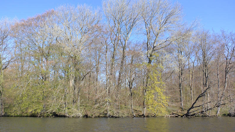 160605 tange spring trees