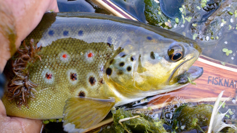 Bækørred 160613 browntrout