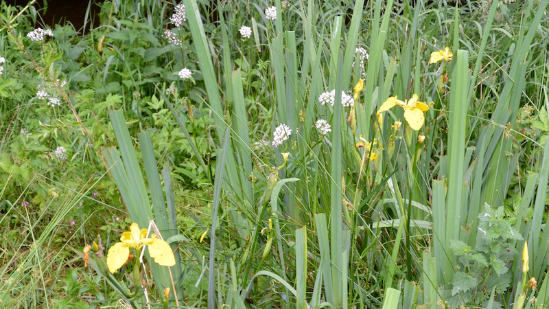 160624 villestrup iris
