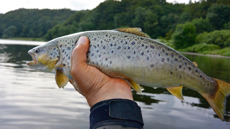Ørred fra Mariager Fjord 160702 anderson test trout