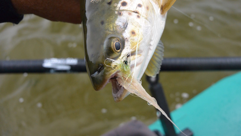 Ørred på X-streamer 160703 udbyhoj test trout