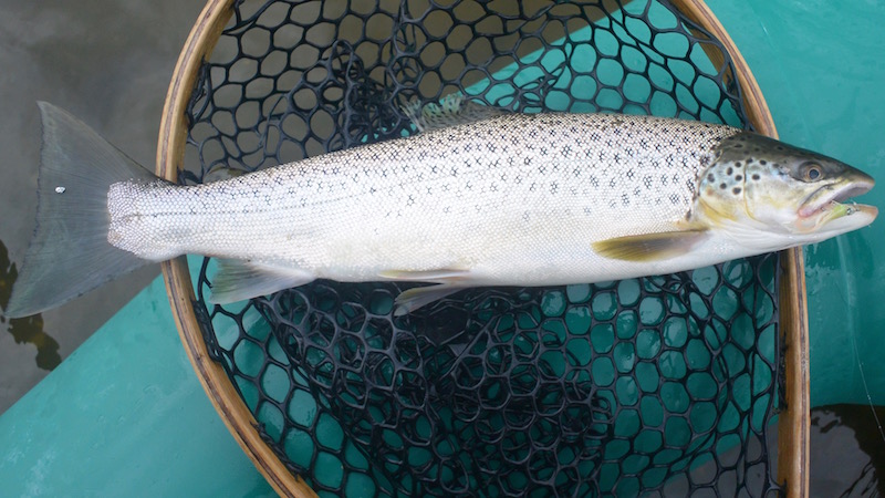 Havørred fra Randers Fjord 160729 udbyhoj seatrout