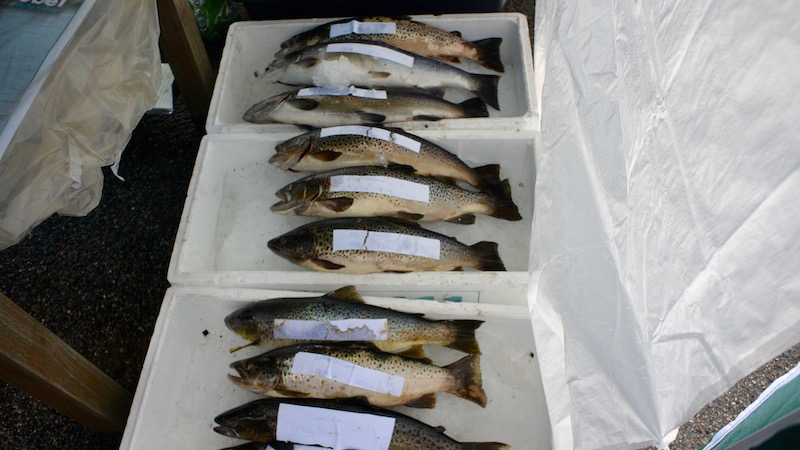 Ørreder fra Stenrevet 160910 mariager cup trout