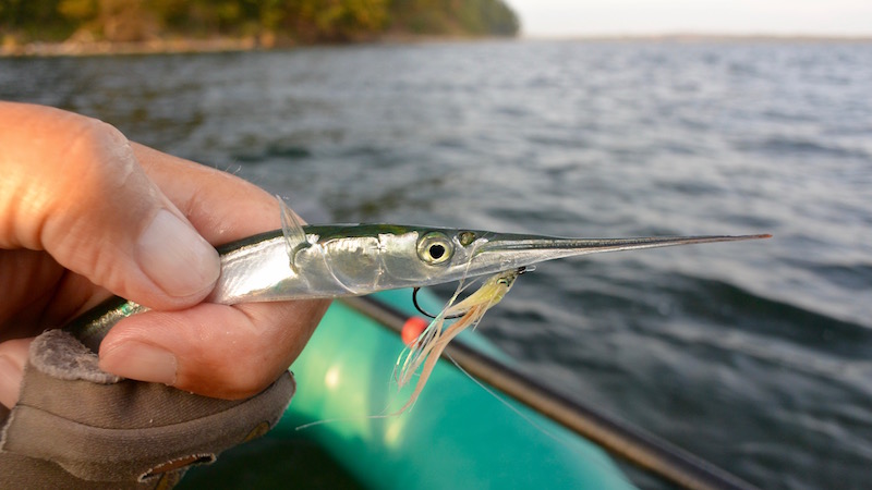 X-streamer 160922 vosnaes mini hornfisk