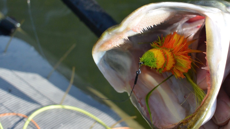 160925 glenstrup gedde popper