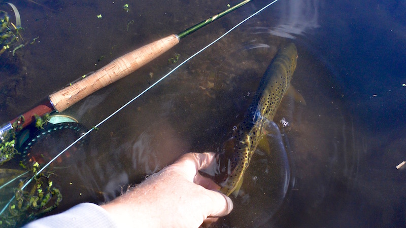 161003 milldam brown trout