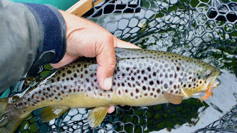 Fjordørred 161010 bramslev trout