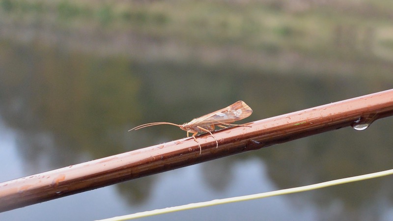 161104 milldam sedge