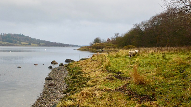 Mariager Fjord 161119 skellerup faar