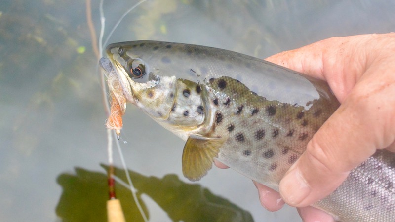Ørred fra Mariager Fjord 161119 skellerup trout