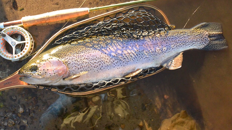 161202 milldam rainbow