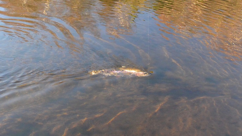 161202 milldam rainbow fight