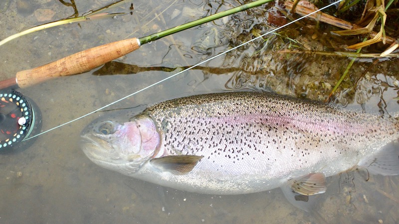 Regnbueørred 170101 milldam rainbow