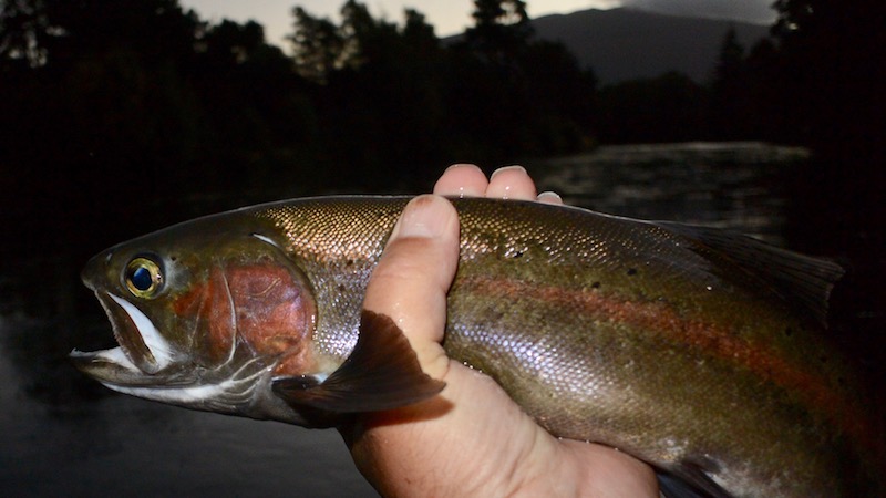 Regnbueørred fra Turangi River 170123 turangi aften rainbow