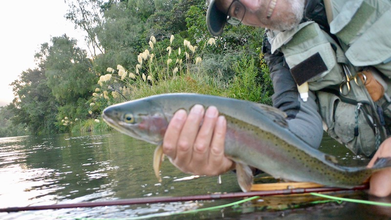 Regnbueørred 170123 turangi hl fisk