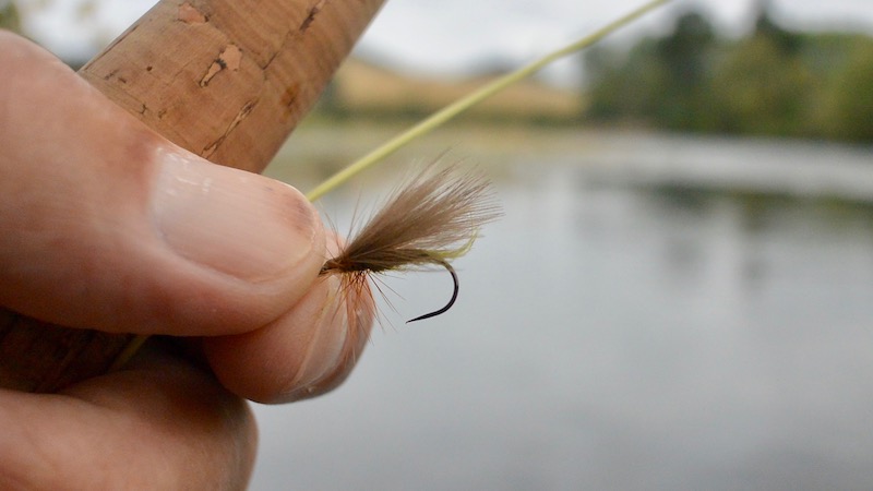 CDC Sedge 170124 turangi cdc hook