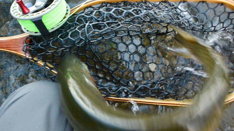 Fotograf søges! 170124 turangi trout net