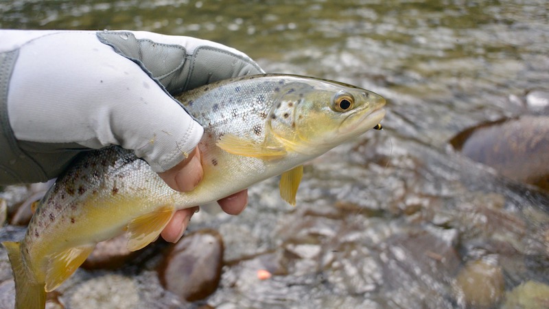 Ørred 170131 syd trout