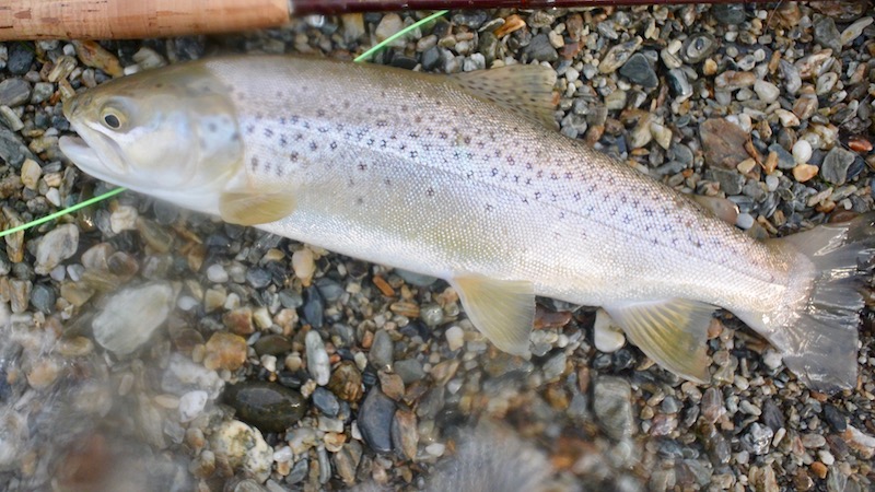 170205 lake wakatipu trout