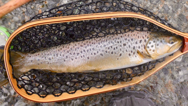 Ørred 170206 lake wakatipu brown trout