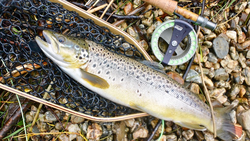 170206 lake wakatipu trout