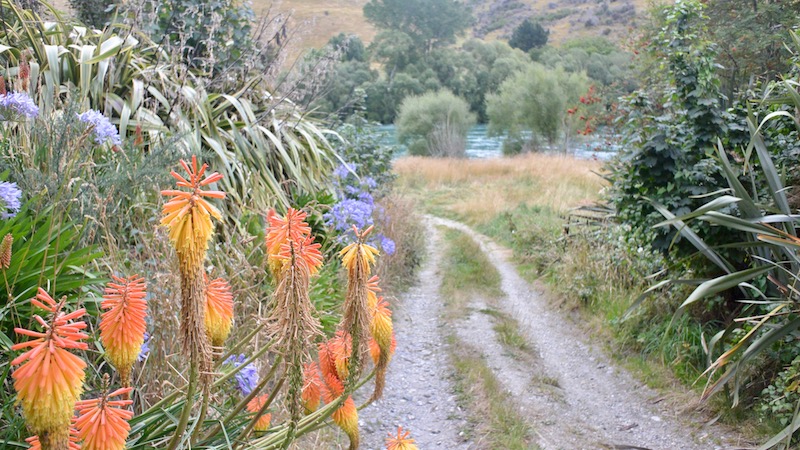 170213 millers flat clutha river flower