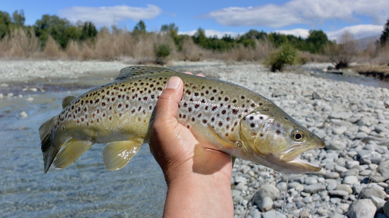 Bækørred 170214 ashwick flat creek brown trout