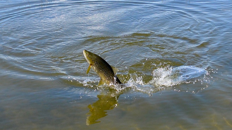 Springende ørred 170214 ashwick flat creek jumping trout