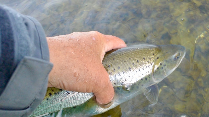 Havørred 170312 havno trout