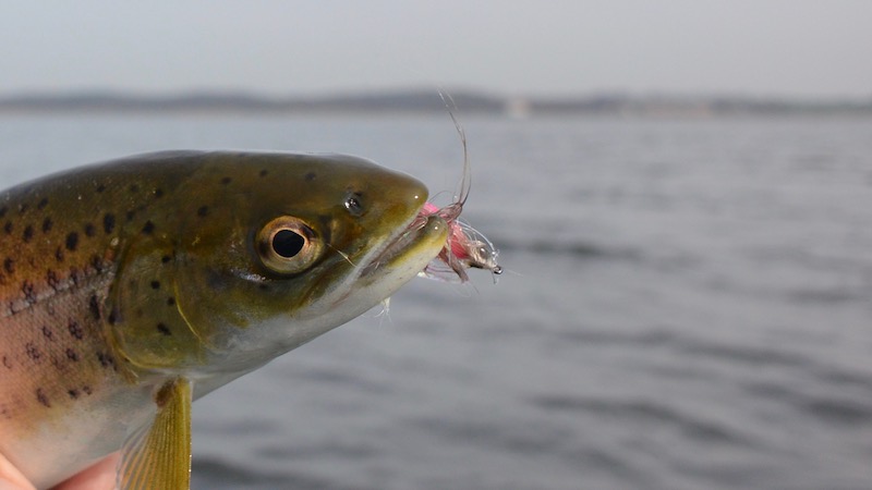 Ørred 170331 toerring trout