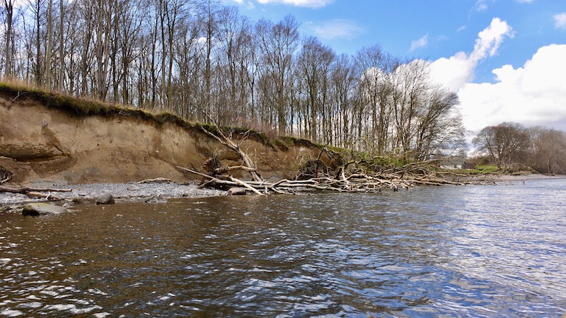 170415 stevns boegeskov broken 