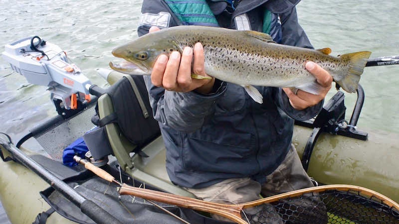 170415 stevns boegeskov trout